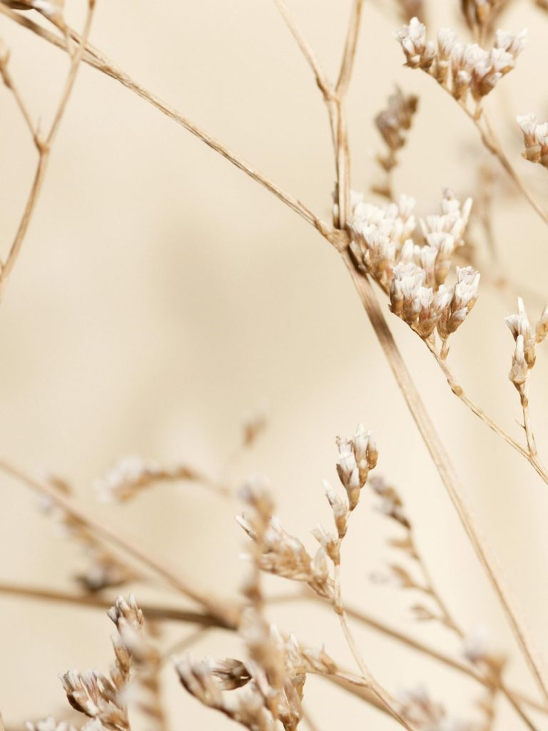 Das Bild zeigt eine Nahaufnahme von zarten, getrockneten Blüten und Zweigen. Die Pflanzen sind in verschiedenen Brauntönen gehalten und wirken filigran und leicht. Der Hintergrund ist unscharf und in einem hellen, beige Farbton gehalten, was den Fokus auf die detaillierten Strukturen der Trockenblumen lenkt.