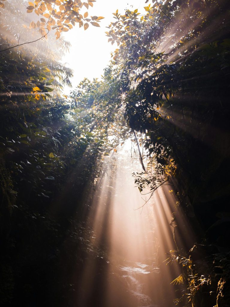 Sonnenstrahlen durchdringen das dichte Blätterdach eines üppigen Waldes und schaffen ein magisches Spiel aus Licht und Schatten im Unterholz. Dieses Bild vermittelt die Ruhe und den inneren Frieden, den man durch therapeutische Unterstützung finden kann.