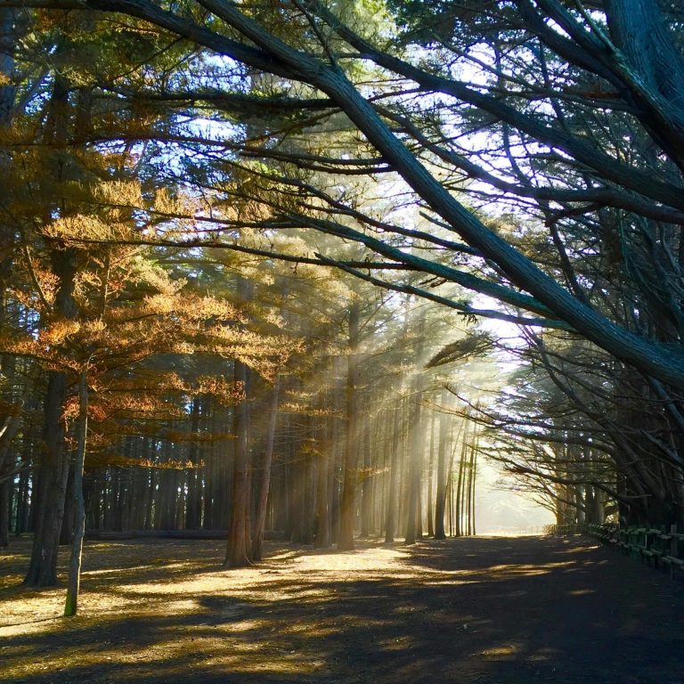 Ein malerischer Waldweg, umgeben von hohen, dicht bewachsenen Bäumen. Sonnenstrahlen brechen durch die Äste und erzeugen ein beruhigendes Spiel aus Licht und Schatten auf dem Waldboden. Das Bild symbolisiert den Weg zur Klarheit, den man durch psychotherapeutische Begleitung beschreiten kann.
